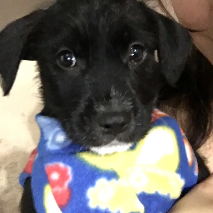 Cachorro ra a SRD idade Abaixo de 2 meses nome Baguera