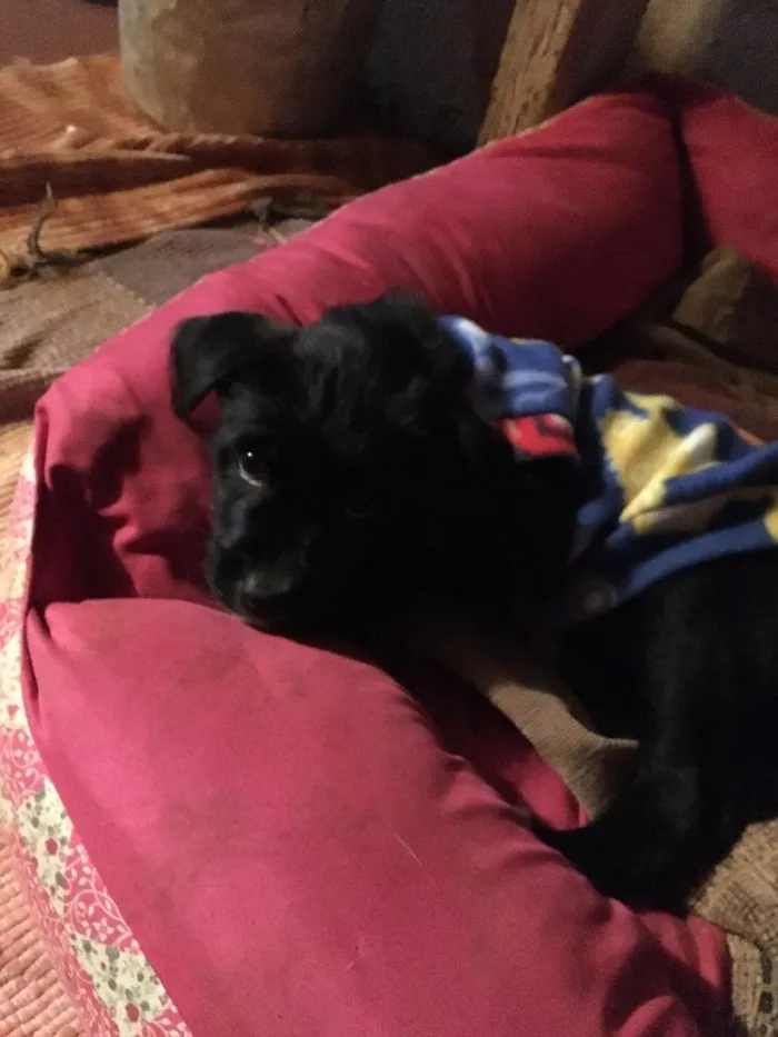 Cachorro ra a SRD idade Abaixo de 2 meses nome Baguera
