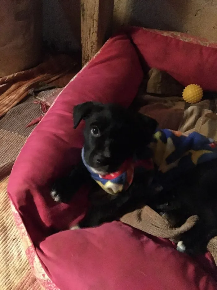Cachorro ra a SRD idade Abaixo de 2 meses nome Baguera