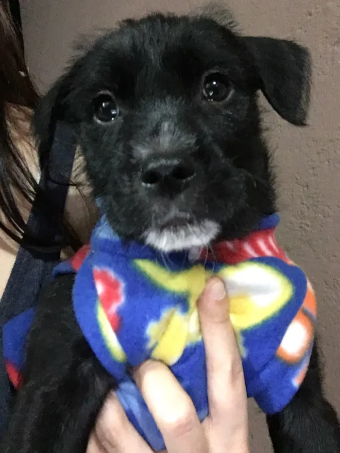 Cachorro ra a SRD idade Abaixo de 2 meses nome Baguera