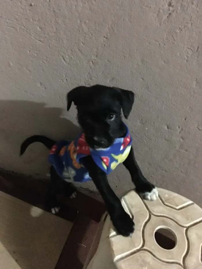 Cachorro ra a SRD idade Abaixo de 2 meses nome Baguera