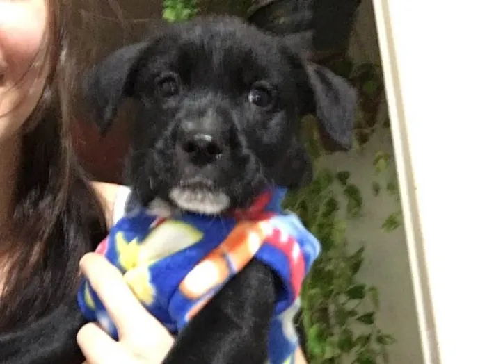 Cachorro ra a SRD idade Abaixo de 2 meses nome Baguera