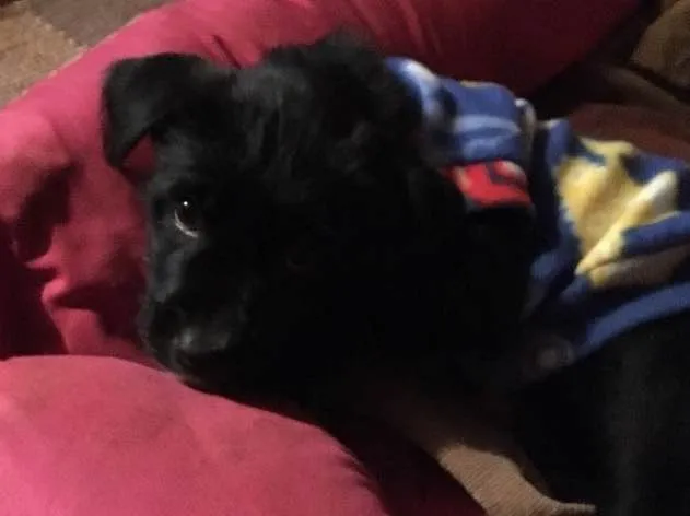 Cachorro ra a SRD idade Abaixo de 2 meses nome Baguera