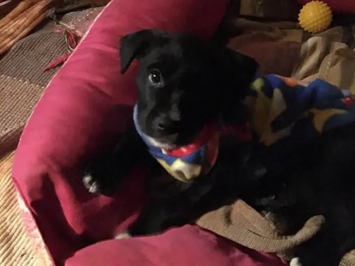 Cachorro ra a SRD idade Abaixo de 2 meses nome Baguera