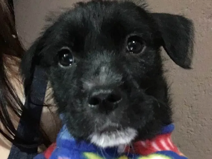 Cachorro ra a SRD idade Abaixo de 2 meses nome Baguera