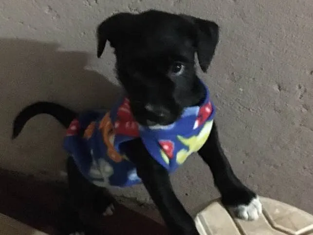 Cachorro ra a SRD idade Abaixo de 2 meses nome Baguera