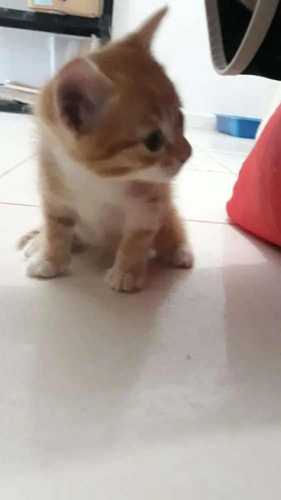 Gato ra a Sem raça definida  idade Abaixo de 2 meses nome Juninho 