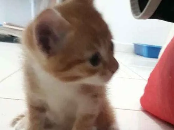 Gato ra a Sem raça definida  idade Abaixo de 2 meses nome Juninho 