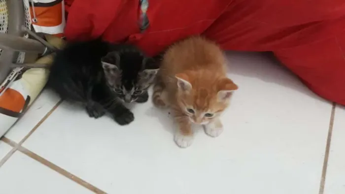 Gato ra a Sem raça definida  idade Abaixo de 2 meses nome Juninho 