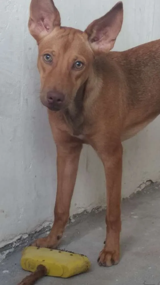 Cachorro ra a Não definida idade 2 a 6 meses nome Safira