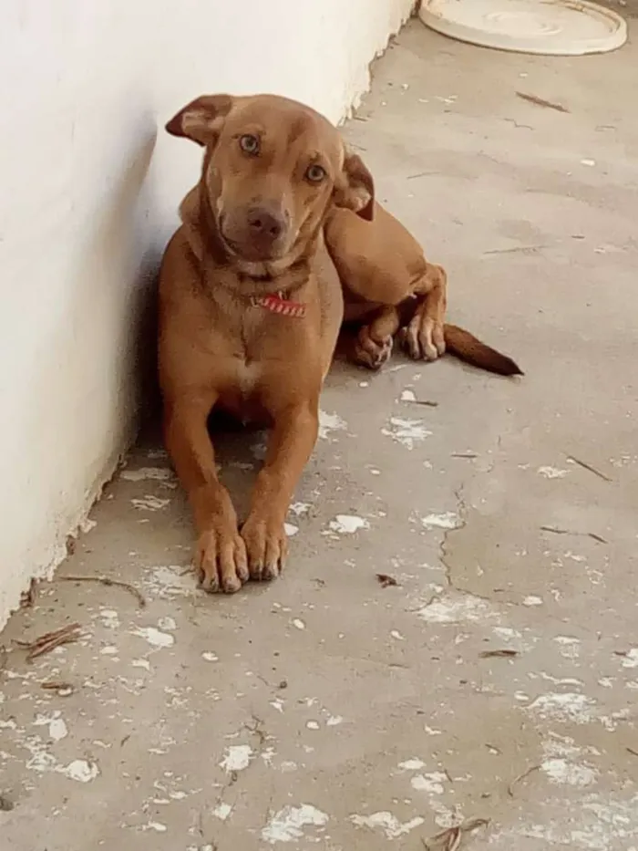 Cachorro ra a Não definida idade 2 a 6 meses nome Safira