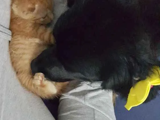 Cachorro ra a SRD idade 1 ano nome Sereia