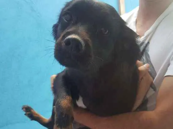 Cachorro ra a SRD idade 1 ano nome Sereia