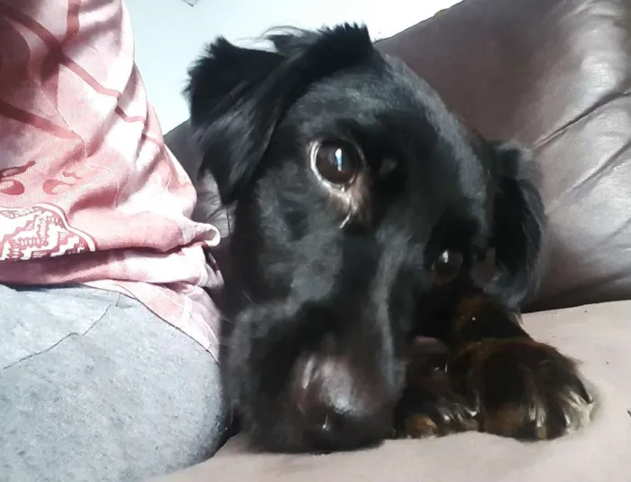 Cachorro ra a SRD idade 1 ano nome Sereia