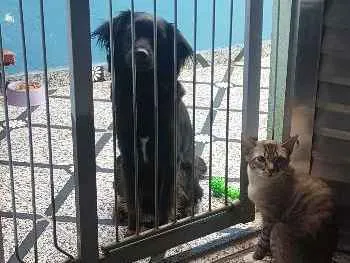 Cachorro ra a SRD idade 1 ano nome Sereia