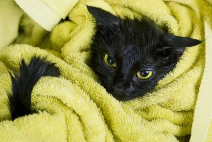 Gato raça bombaim idade 2 a 6 meses nome panter