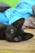 panter
