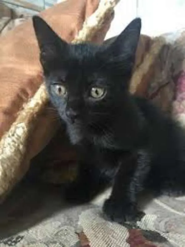 Gato raça bombaim idade 2 a 6 meses nome panter