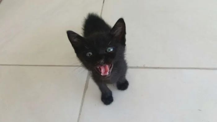 Gato raça bombaim idade 2 a 6 meses nome panter