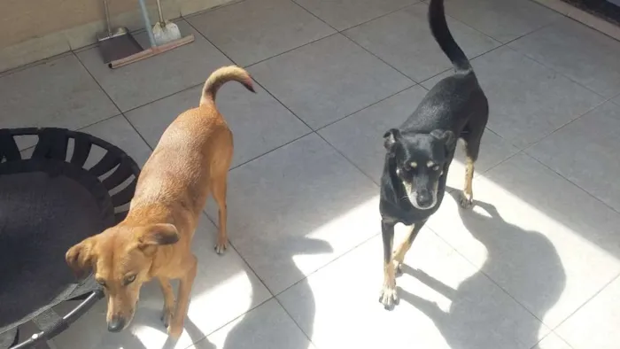 Cachorro ra a Vira Lata idade 4 anos nome Mel e Loah