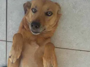 Cachorro raça Vira Lata idade 4 anos nome Mel e Loah