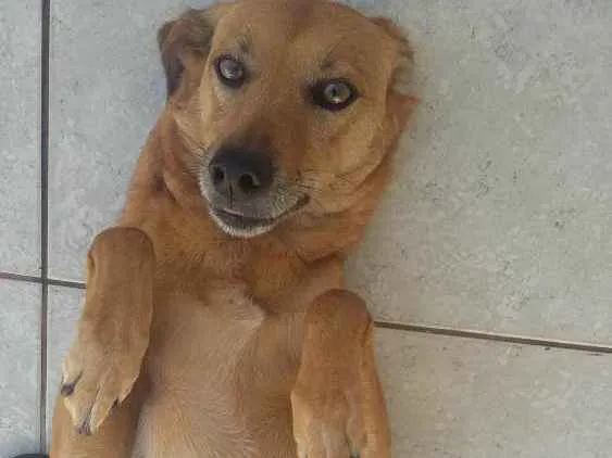 Cachorro ra a Vira Lata idade 4 anos nome Mel e Loah