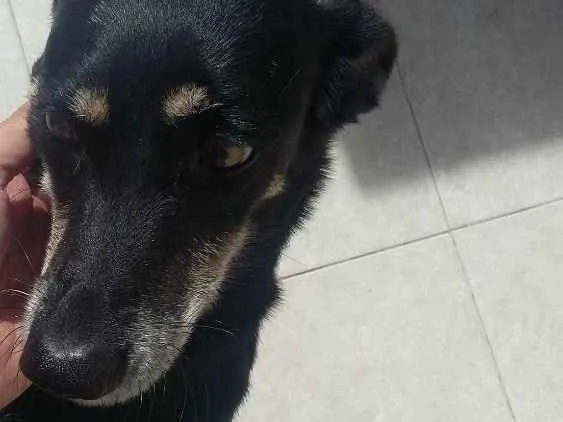 Cachorro ra a Vira Lata idade 4 anos nome Mel e Loah