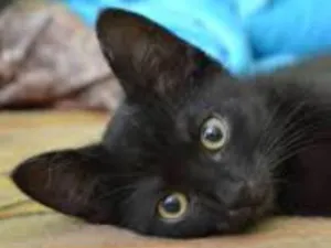 Gato raça bombaim idade 2 a 6 meses nome panter
