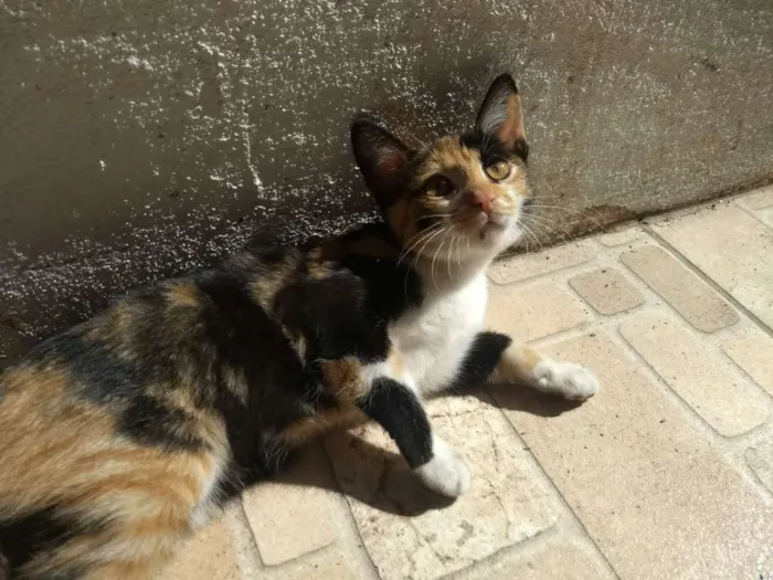 Gato ra a  idade 2 a 6 meses nome Sem nome 