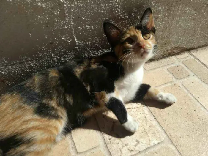 Gato ra a  idade 2 a 6 meses nome Sem nome 