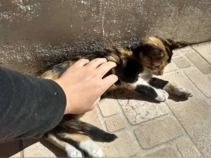 Gato ra a  idade 2 a 6 meses nome Sem nome 