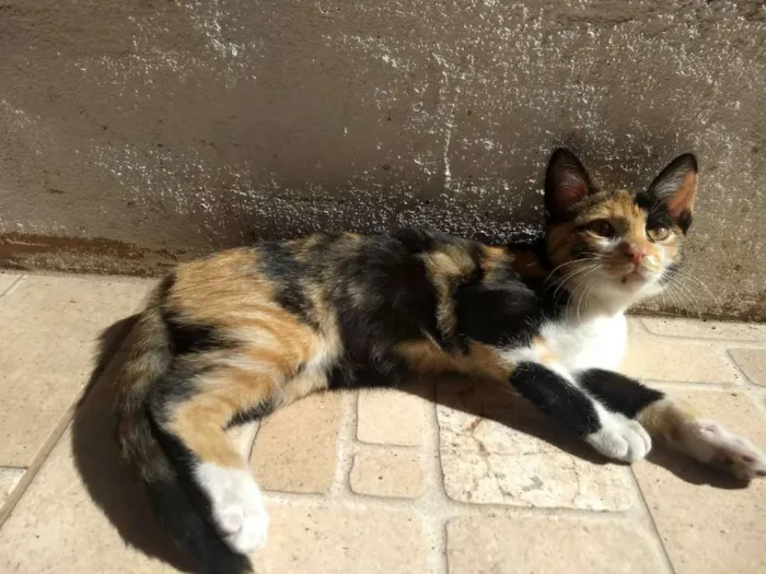 Gato ra a  idade 2 a 6 meses nome Sem nome 