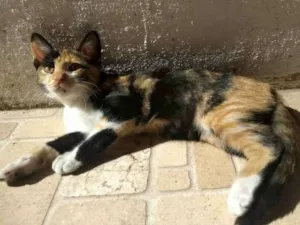 Gato raça  idade 2 a 6 meses nome Sem nome 