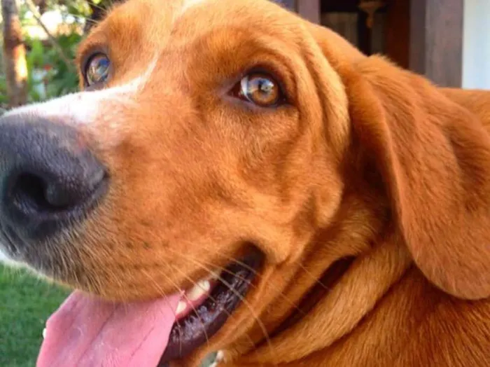 Cachorro ra a Labrador  idade 3 anos nome Marley