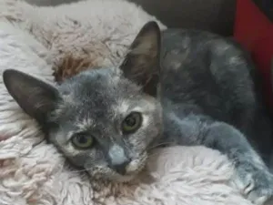 Gato raça Dilute tortie idade 2 a 6 meses nome Sem nome