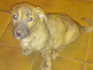 Cachorro raça Não sei defini-la idade 2 a 6 meses nome Toby