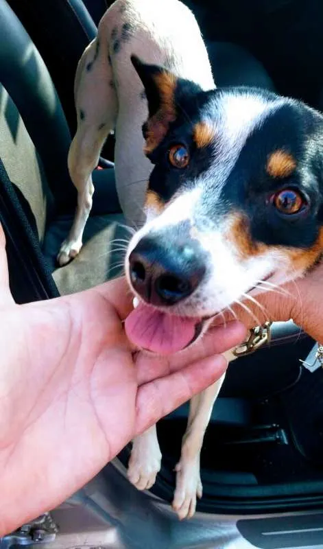 Cachorro ra a SRD idade 1 ano nome Fox