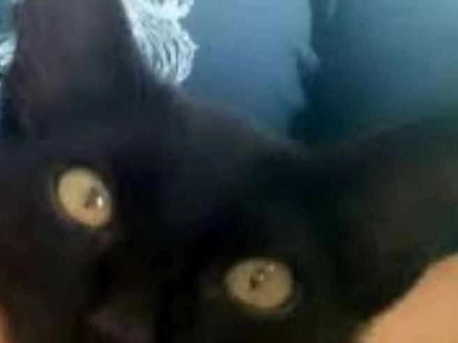 Gato raça bombaim idade 2 a 6 meses nome panter