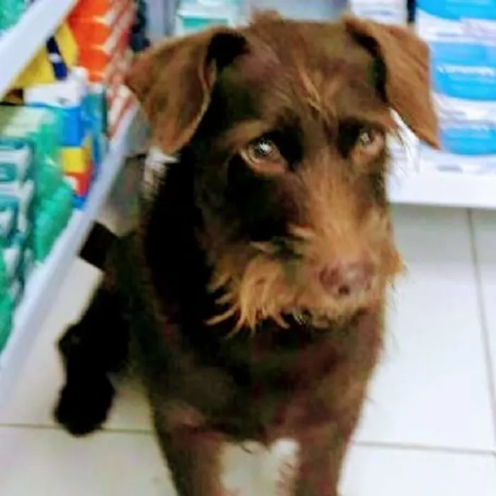 Cachorro ra a SRD idade 1 ano nome João