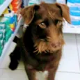 João
