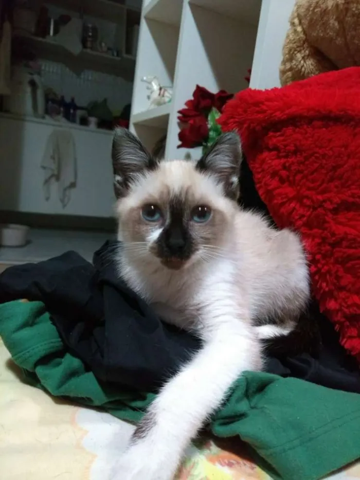 Gato ra a SRD idade 2 a 6 meses nome Sem Nome
