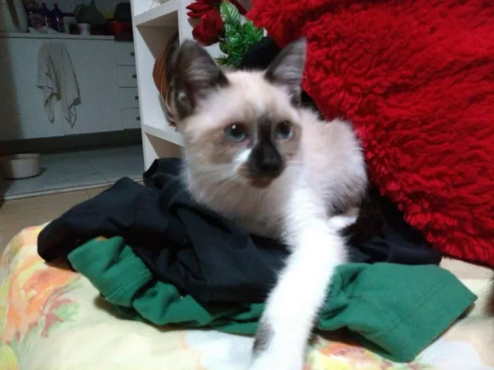Gato ra a SRD idade 2 a 6 meses nome Sem Nome