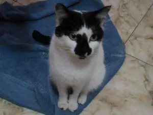 Gato raça SRD idade 7 a 11 meses nome Capitu