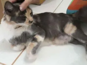 Gato raça Sem raça definida  idade 1 ano nome Jade 