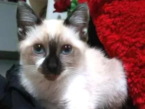 Gato raça SRD idade 2 a 6 meses nome Sem Nome