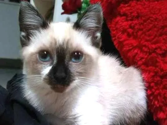 Gato ra a SRD idade 2 a 6 meses nome Sem Nome