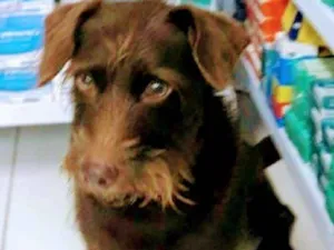 Cachorro raça SRD idade 1 ano nome João