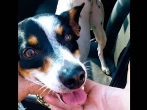 Cachorro raça SRD idade 1 ano nome Fox