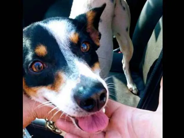 Cachorro ra a SRD idade 1 ano nome Fox