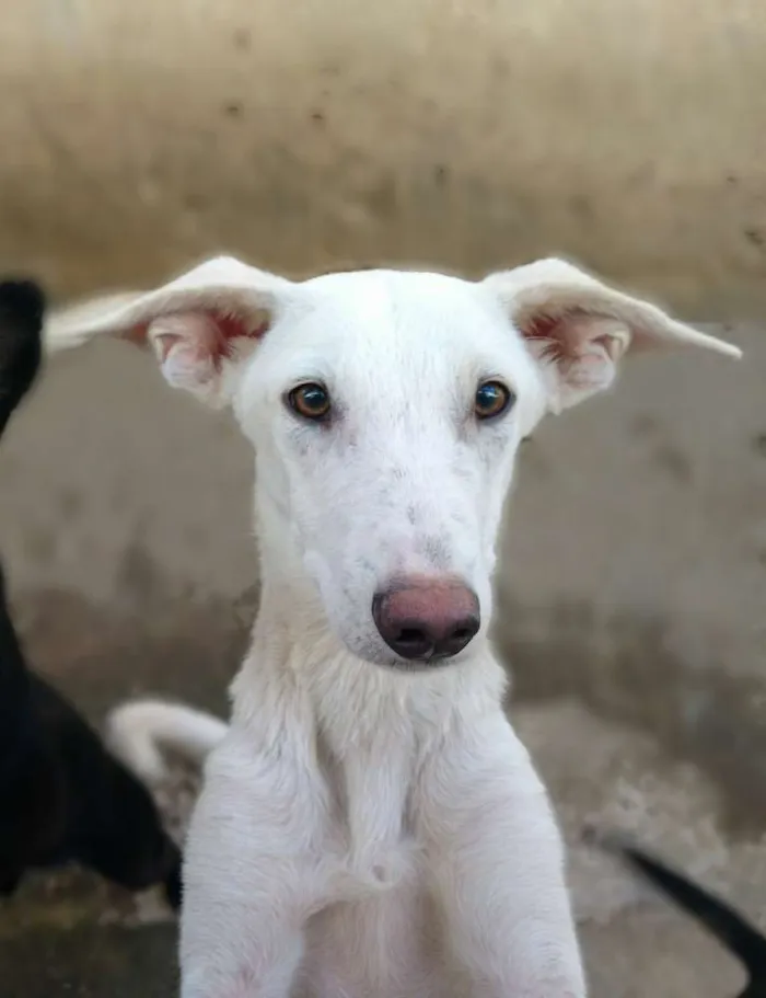 Cachorro ra a Misturado idade 1 ano nome Marley